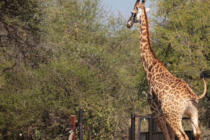 Tshukudu Game Lodge